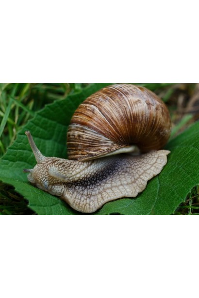 СлизнеСТОП